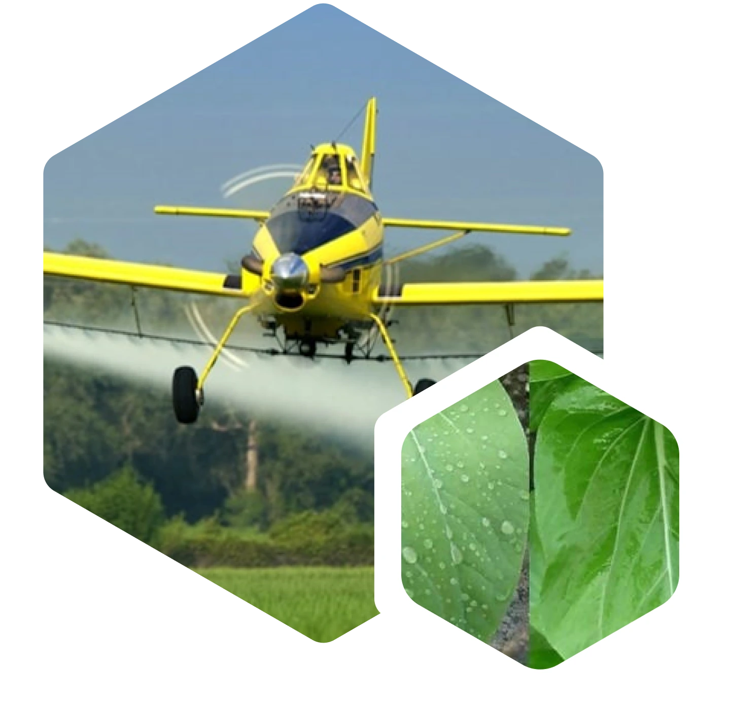 Agro Adjuvant Silspread
                        Series